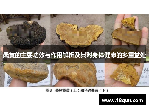 桑黄的主要功效与作用解析及其对身体健康的多重益处