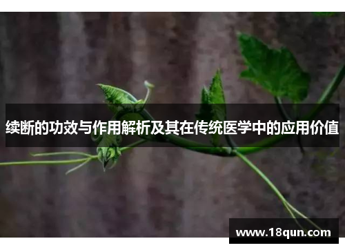 续断的功效与作用解析及其在传统医学中的应用价值